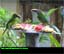 Emerald Toucanet